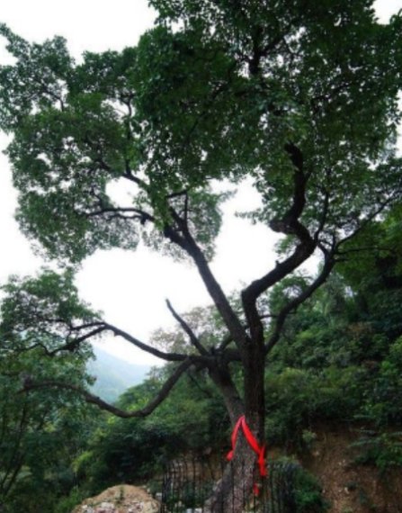  树木：这棵树地球只剩一棵，就在中国，其珍贵程度高于国宝！