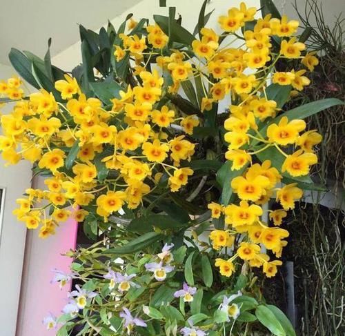 「专属」父亲专属特有之花,石斛花,父亲节送父亲的专属花