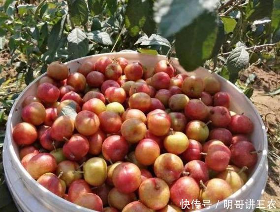 【钙果】小时候常吃的野果，现在20元一斤被誉为高钙果，农民却