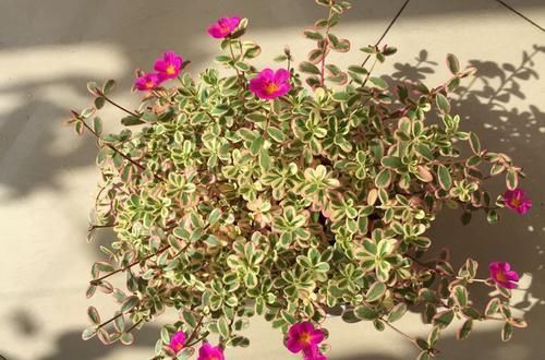  【富贵】喜欢养菊，就养盆“精品菊花”富贵菊，花开艳丽多姿，寓意美好