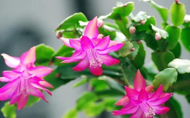 虎皮兰|5月开始,3种花需要“贱”养,浇水越勤,死得越快,你知道吗?