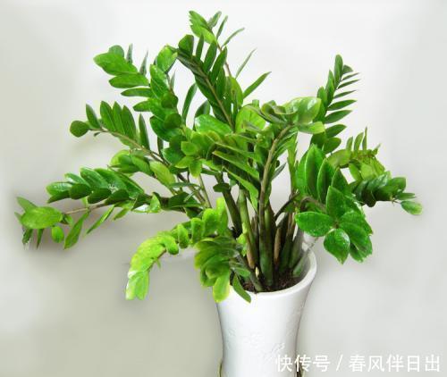 寓意|这几种绿植“富贵生财”好寓意,客厅摆几盆,对家人好