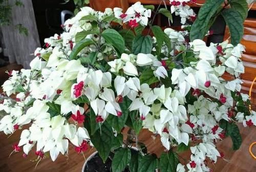  【观叶】还在家盆栽绿植观赏？不如养盆龙吐珠，四季可居家赏花观叶