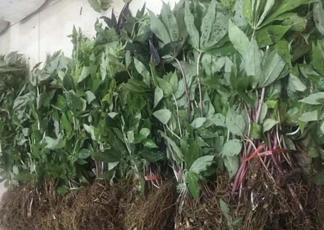 在竹林,生长着“1种草”,被称为“重台”,别去踩它,太少见!