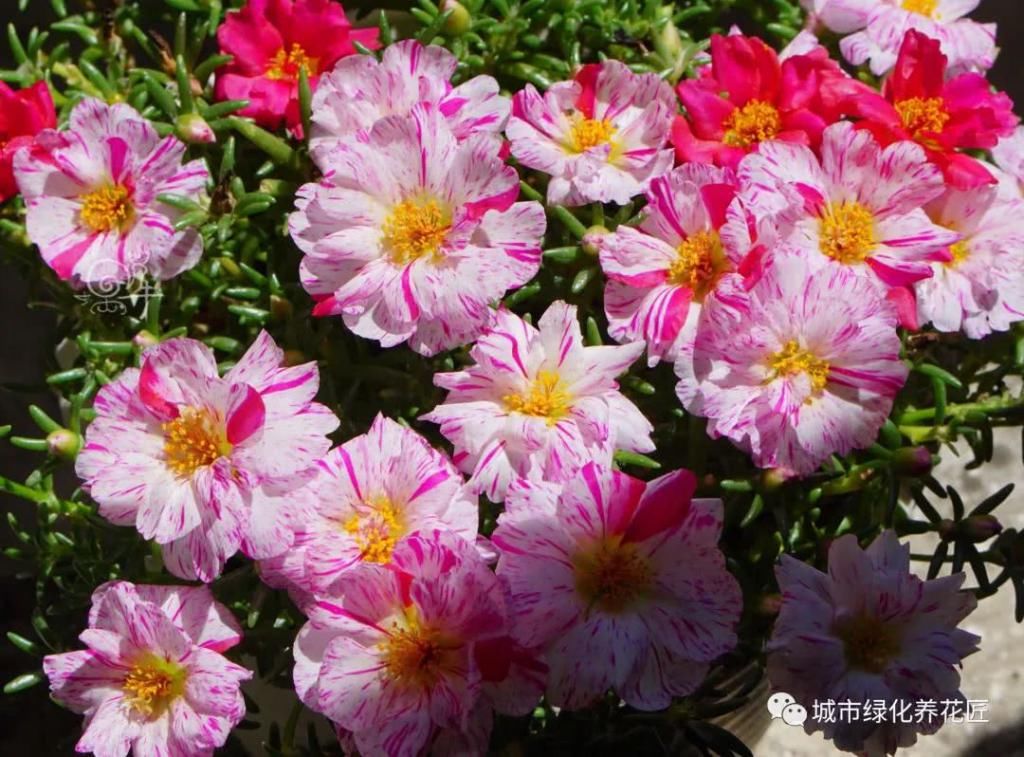  盆栽|太阳花盆栽防徒长开花爆盆小技巧，2个重点不要忽略，虐待易开花