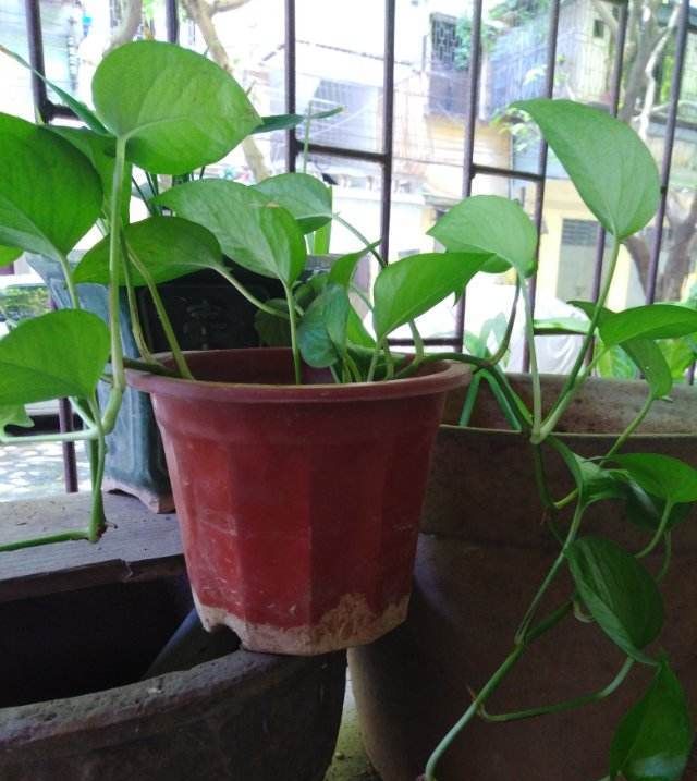  看起来：绿萝剪一剪，插到水里，一星期长满大白根，呼呼爆盆！