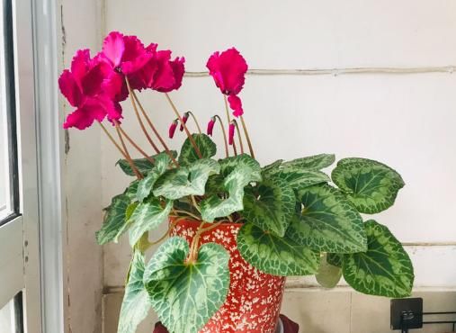  『花儿』谁说开花期间不施肥？这花偏要在花期施肥，不然花儿早早就谢了！