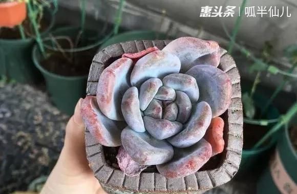  『白菜』多肉断水12天,绿白菜秒变红舞娘,想要上色就得...