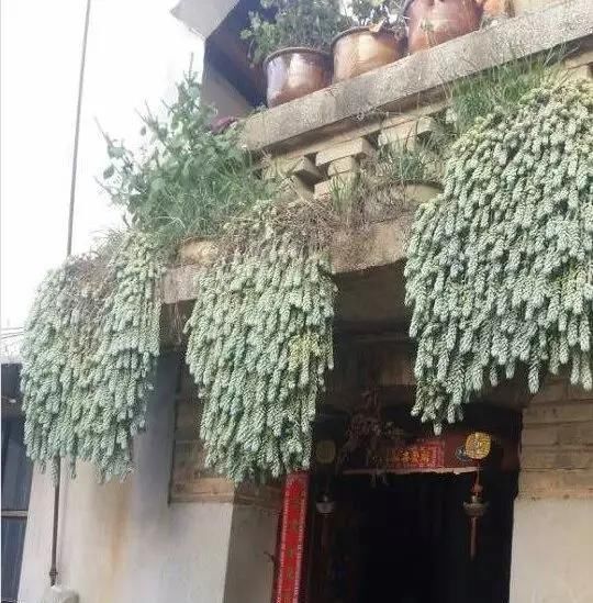  【满园】绿萝吊兰别再养,此花养法简单,花期7个月,一开就是花满园