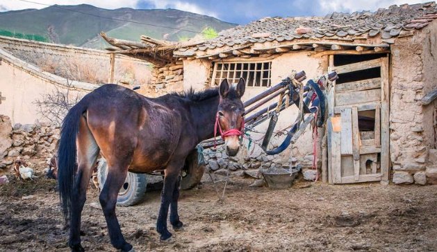  #烧火#农村人用来烧火的玉米芯，如今有人高价收购，为何价值如