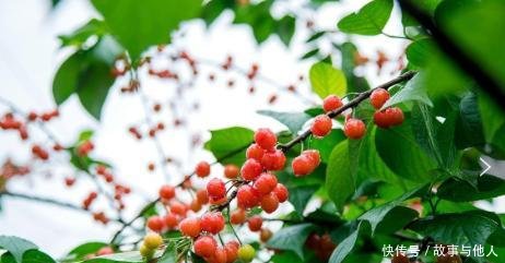  【新人】1种水果盆栽，特点是“易养活、好生长、果实甜美”，新人参考！