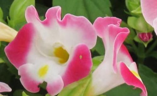  『绣球』此款花卉，四季花开不断，花开艳丽夺目，花朵似绣球，枝繁叶茂