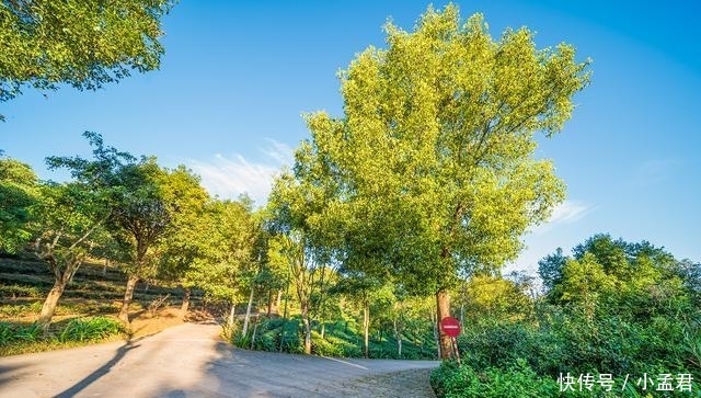 普洱茶小镇:普洱之门,兼容并蓄的城市门户