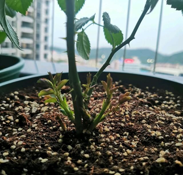  长出：独杆月季长了很多脚芽和笋芽需要抹芽吗？不要瞎搞，养成花球很香
