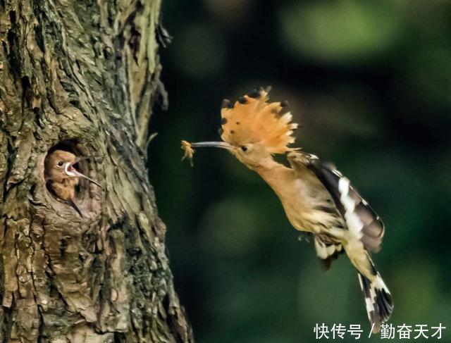 鸟类摄影:戴胜育子图