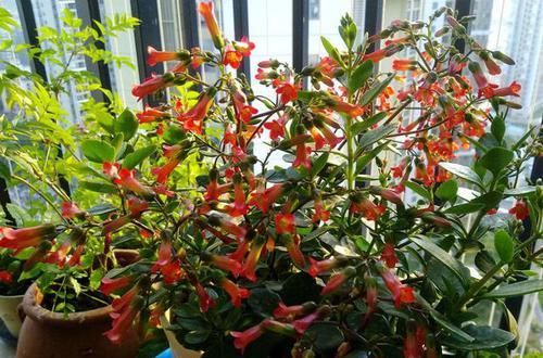  『肉花』萌萌的多肉花，这种花叫宫灯花，开花时一株挂上百个“灯笼”