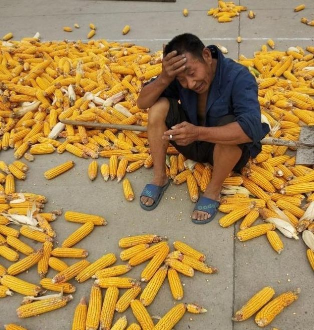  玉米■又到玉米收获季，农村收粮骗局再次升级，有的农民已被骗