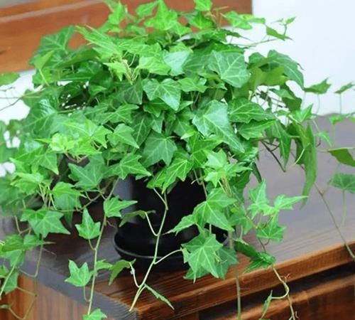 铜钱草■这4种植物,没有土也能长得很好