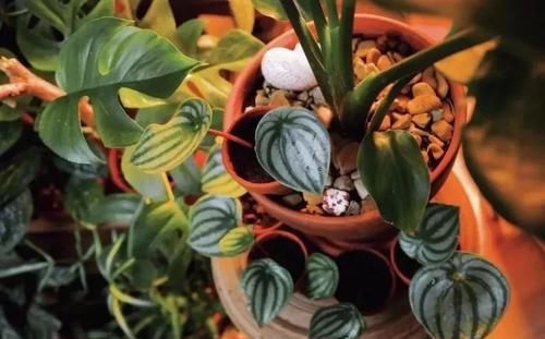  「室内」植株小巧又耐阴的6种植物，适合养在室内桌面上
