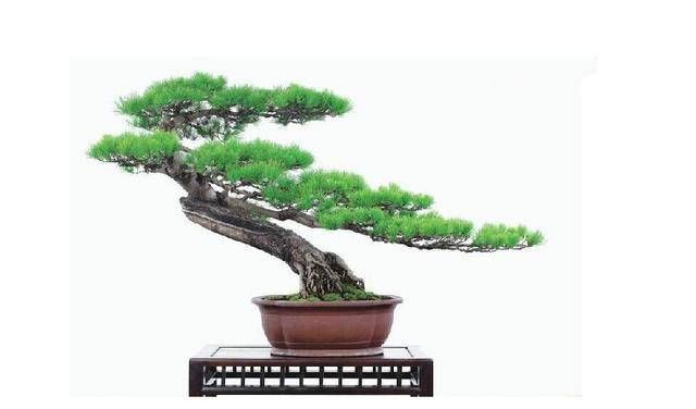  『盆景』五针松盆景肥水管理做好这几点，枝繁叶绿