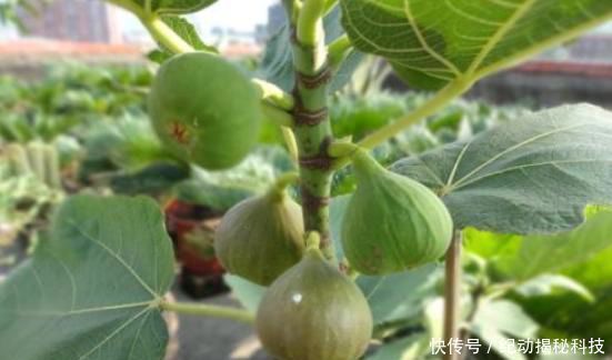 吃不完■剪根无花果枝条插土里,这么一处理,生根发芽快,结的果子吃不完