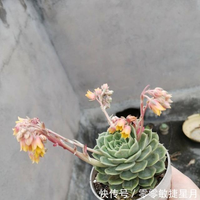 【时节】多肉在美好时节里尽情绽放吧!