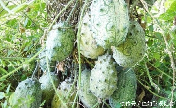  #味道#农民种植长相丑陋的水果，营养价值高味道好，食用价值高