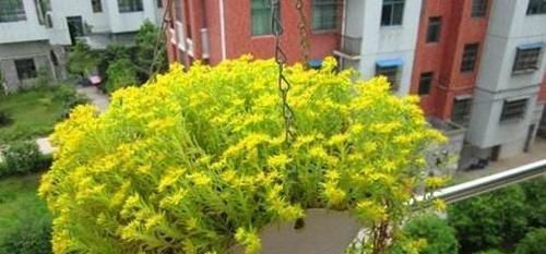  『花盆』长石缝里的小草，看到拔1棵，种花盆，浇水就生长，比吊兰美10倍