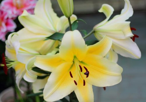  「居家」居家养花就选这几款，花期长开花艳丽，好养易打理，轻松养爆盆