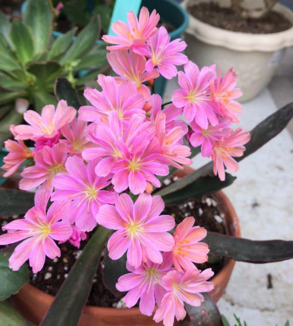 #家里#家里养这“5款花”,开花一茬茬停不下,花朵美丽鲜艳,娇艳欲滴