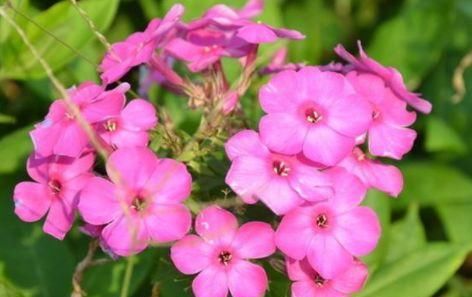  『密集』养这4款花，沾土就活，叶子茂盛花朵密集，四季都在赏花
