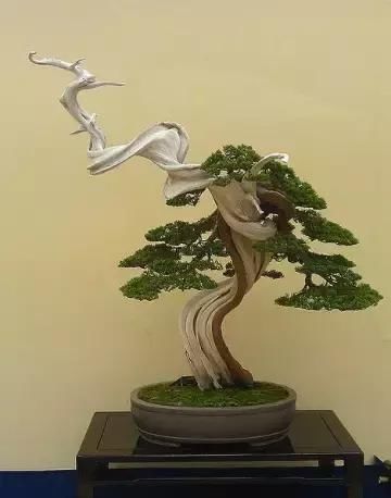 盆景展 ,美美美 !