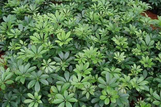 羊粪■鸭掌木用点“渣”,10年死不了,枝干强壮、叶片密,养成“森林”