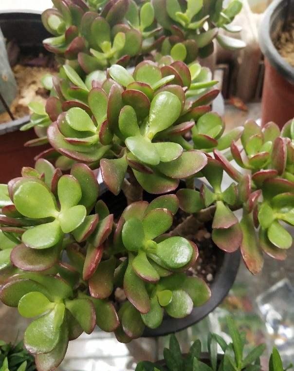  [温度]这花远看像长寿，近看像玉树，还能开出5色花，真神奇