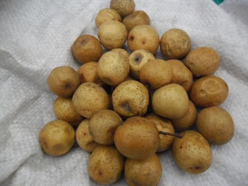  枣子■小时候在农村很常见的楝树，用处很多，为什么现在越来越