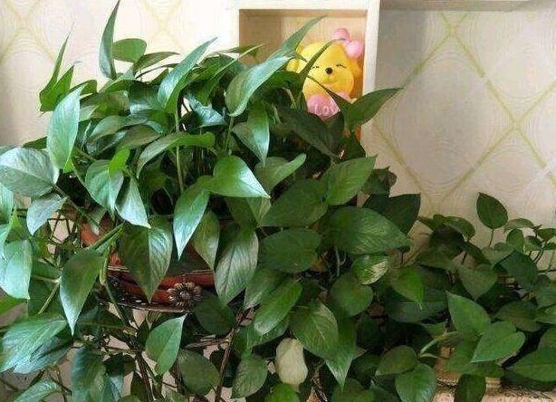  滴油@怎样养绿萝更好？学会加点“小玩意”，叶片绿滴油，长成瀑布型