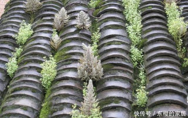  『观赏价值』夏天，在瓦房上有“2种草”，看到请保护，如今珍贵，能当盆栽