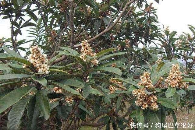 农村常见的一野花，长得和桂花很像，没想到一斤竟然能卖到几万元