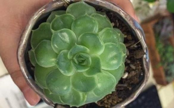 『裙子的现象』多肉植物怎么养?