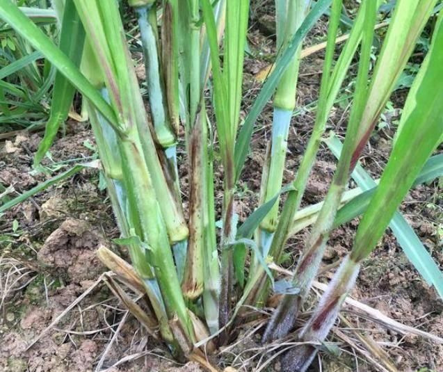  【地上】丢地上就能活，亩产可达20吨，砍掉还会继续长，农民却