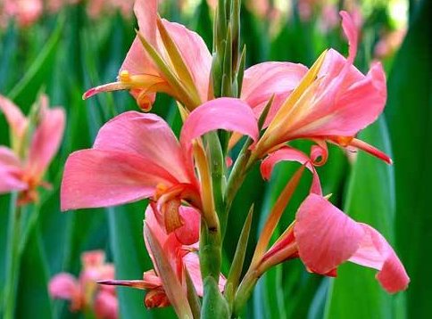  『不妨』阳台不知养啥花？不妨养这些耐旱花，比绿萝好养，花色鲜艳又迷人
