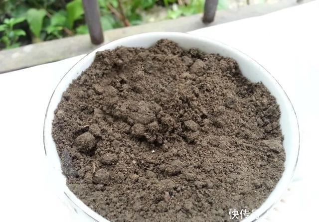 「装饰」在茶杯里建花园,美到惊艳!31万网友疯狂点赞