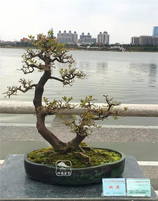 广州园艺博览会岭南盆景作品回顾