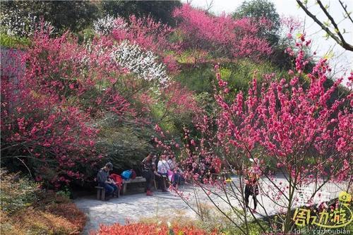 花开成海！再过一周重庆将美翻全国，14处美景玩转这个春天！