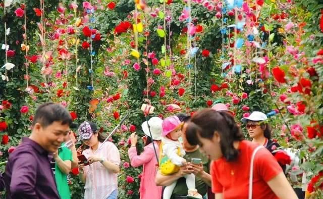 「体温检测」第四届〈花乡玫瑰〉艺术节!门票无限量免费送!