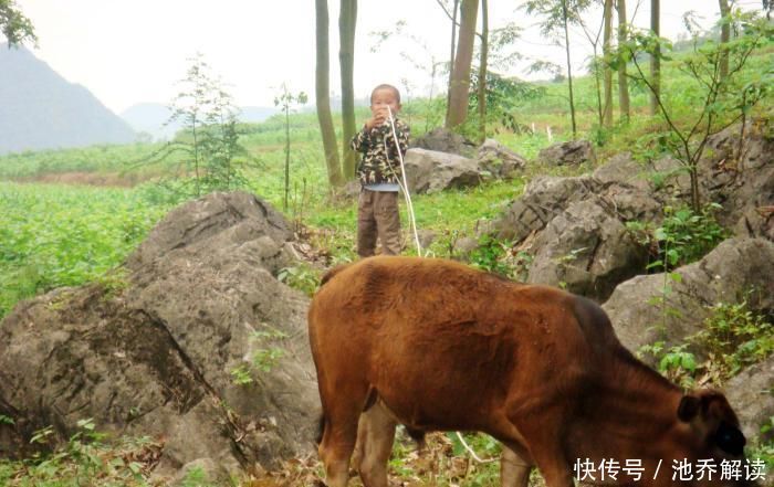  利润@回农村纯草放养10头牛，需要多少资金，大概能赚多少钱？