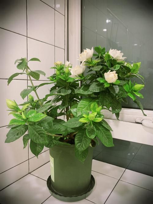『值得』养花就养“玫瑰精品”探索者,层层花开,寓意浪漫暧昧,值得拥有