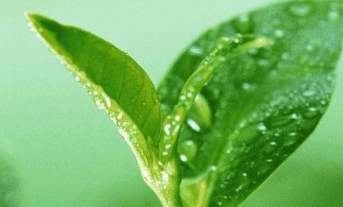 鼻子两侧挤出黄色条状物都逃不出这4种，总有一种符合你，2招吸净