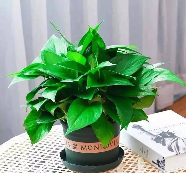 养活：这五种花号称“死不了”，植物杀手都能养活，你家有几种？