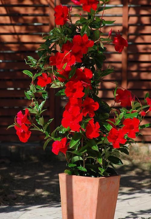  【适合】此花开花量大，花色艳丽多样，妖娆多姿，适合室内养护观赏
